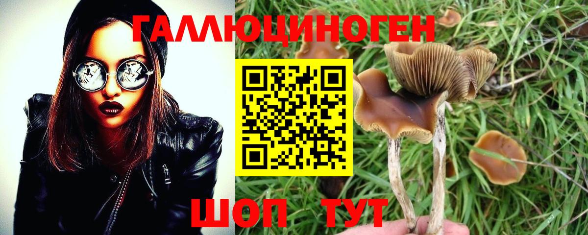 Псилоцибиновые грибы Psilocybine cubensis Камень-на-Оби